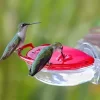 Hummzinger Gem Window Hummingbird Feeder - Red - 4 Oz